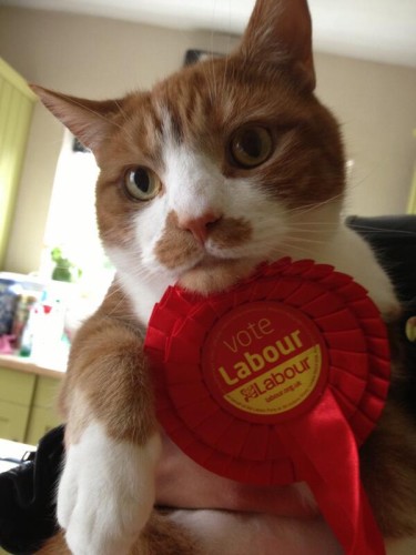 cat voting Labour