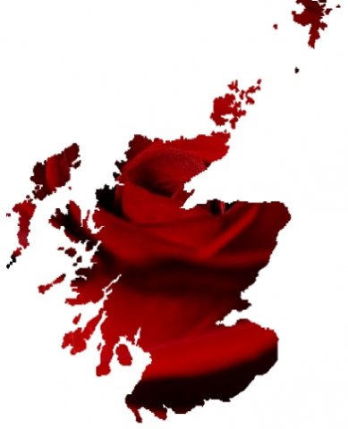 scottish_rose.jpg