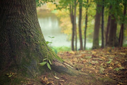 nature-forest-moss-leaves- tree environment