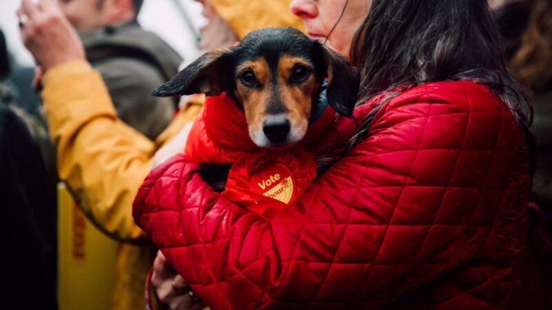 This is a nation of pet lovers. We must do more to end animal abuse –  LabourList