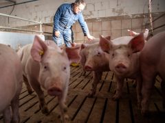 Farmer with pigs