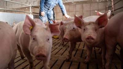 Farmer with pigs