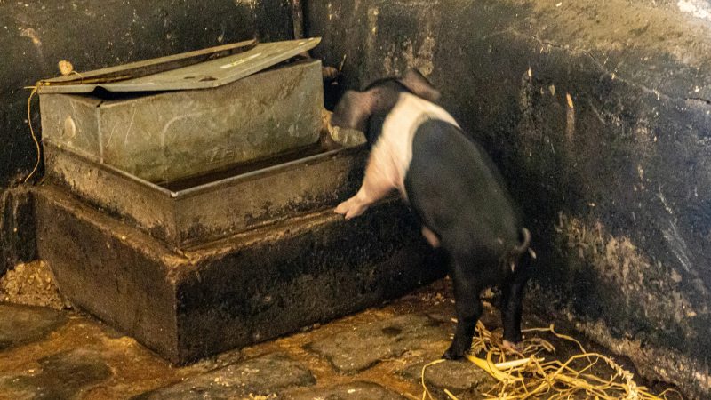 Piglet drinking from trough