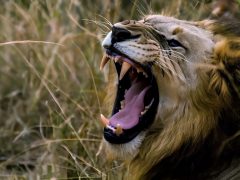 Lion roaring