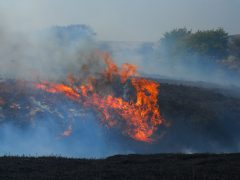 Lancashire, England, 04-29-2011: Flames during large and destructive moorland wildfire in the West Pennines, near White Coppice in Heapey.