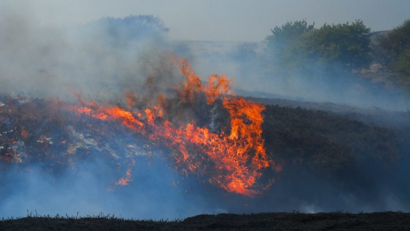 Lancashire, England, 04-29-2011: Flames during large and destructive moorland wildfire in the West Pennines, near White Coppice in Heapey.