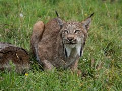 Lynx