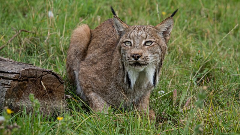 Lynx